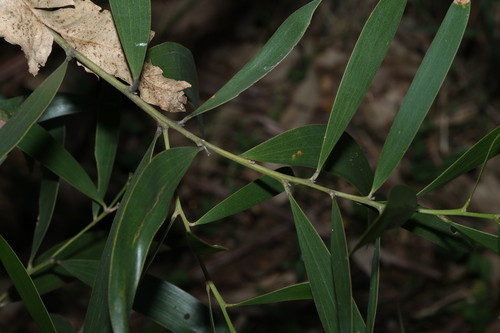 Image of Acacia disparrima by (c) Greg Tasney, some rights reserved (CC BY-SA)