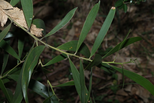 Image of Acacia disparrima by (c) Greg Tasney, some rights reserved (CC BY-SA)