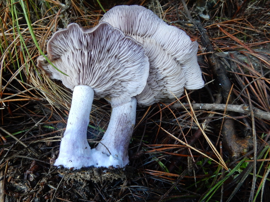 Collybia nuda · May 2025 · photo: © rayjackson (iNaturalist, cc-by)