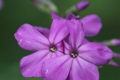 Phlox paniculata