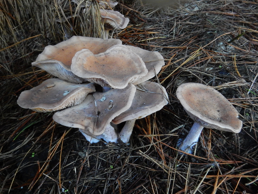 Collybia nuda · May 2025 · photo: © rayjackson (iNaturalist, cc-by)