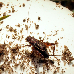 Allonemobius maculatus