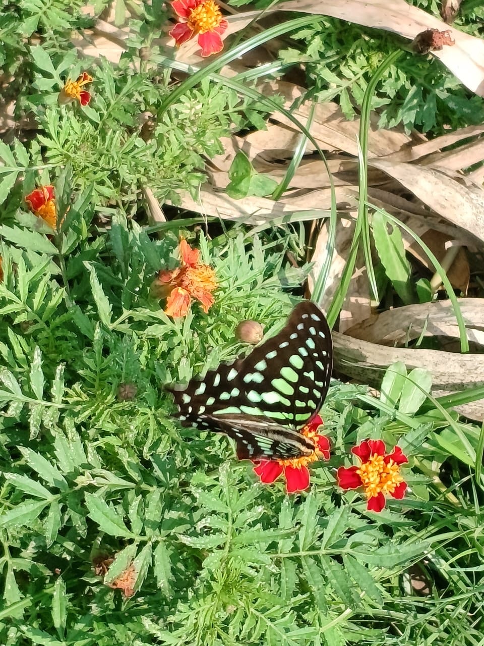 Tailed Jay