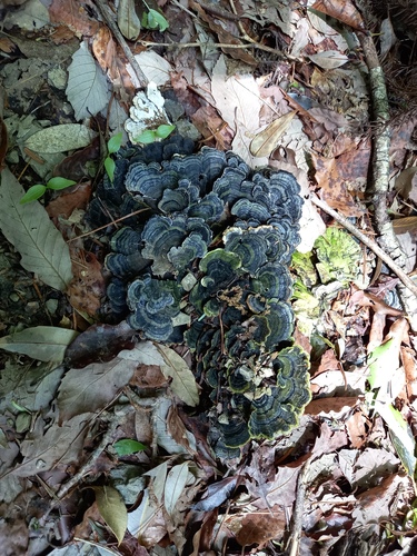 Trametes versicolor