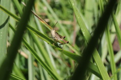 Pseudochorthippus parallelus