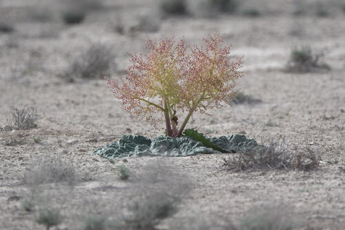 Image of Rheum tataricum by (c) kirinzi, some rights reserved (CC BY)