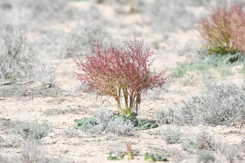 Image of Rheum tataricum by (c) kirinzi, some rights reserved (CC BY)