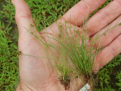 Cyperus hemidrummondii