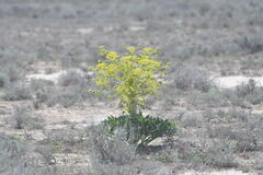 Stinking Fennel (Ferula foetida)