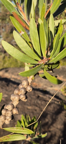 Callistemon flavovirens, 2025-05-07