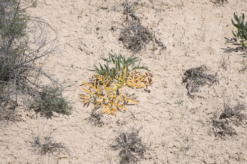 Image of Ferula assa by (c) kirinzi, some rights reserved (CC BY)