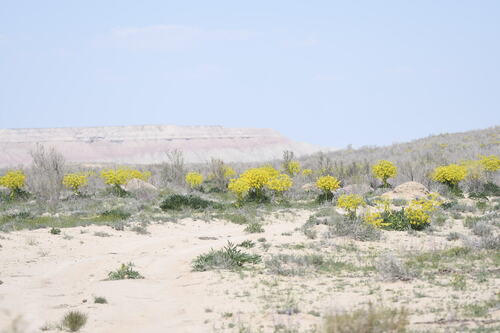 Ferula assa-foetida, photograph 6