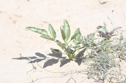 Ferula assa-foetida, photograph 5