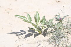 (c) kirinzi, some rights reserved (CC BY) Ferula assa-foetida, photograph (c) kirinzi, some rights reserved (CC BY)