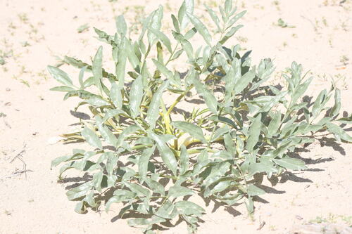 Image of Ferula assa by (c) kirinzi, some rights reserved (CC BY)