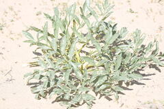 (c) kirinzi, some rights reserved (CC BY) Ferula assa-foetida, photograph (c) kirinzi, some rights reserved (CC BY)