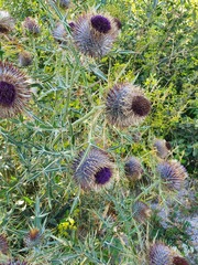 Cirsium ligulare