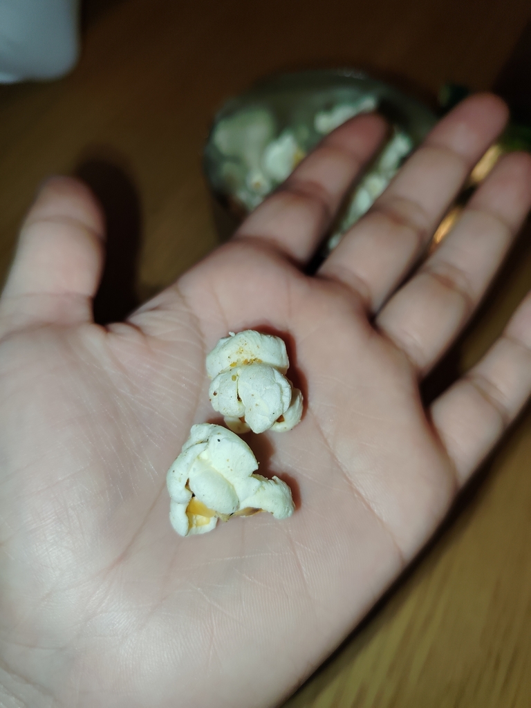 Zea mays