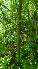 Magnolia acuminata
