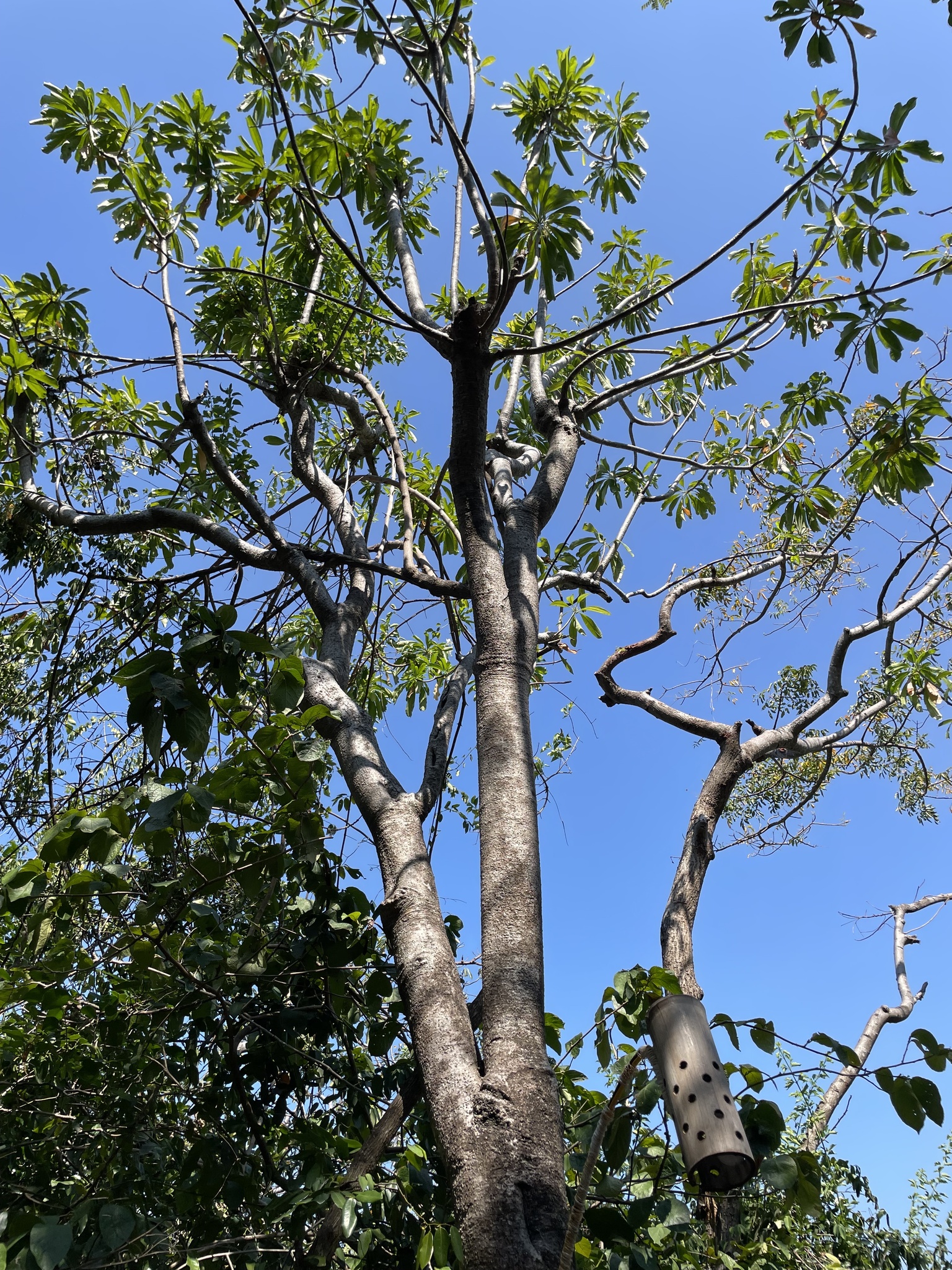 Cerbera manghas (Cerbera manghas)