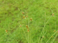 Cyperus hemidrummondii