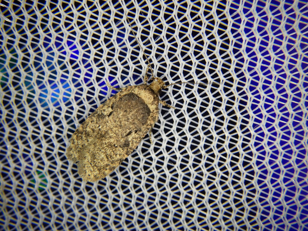 Agonopterix vendettella