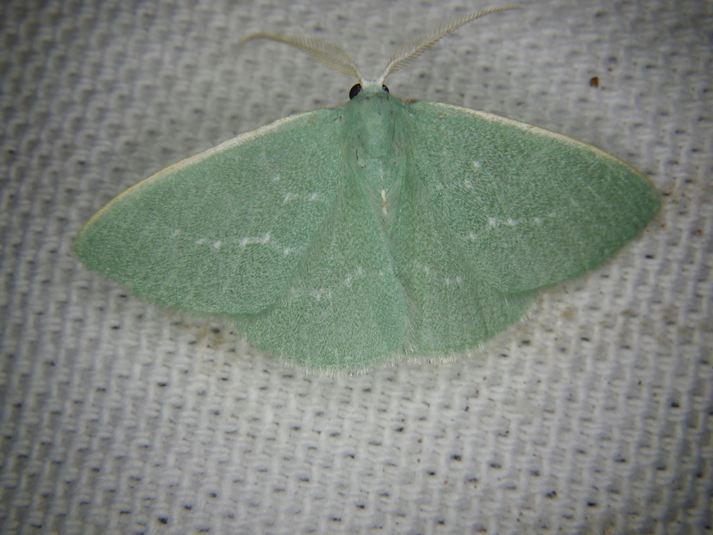Xenochlorodes olympiaria