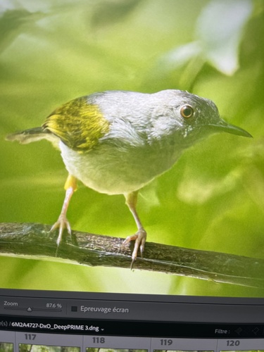 Green-backed Camaroptera