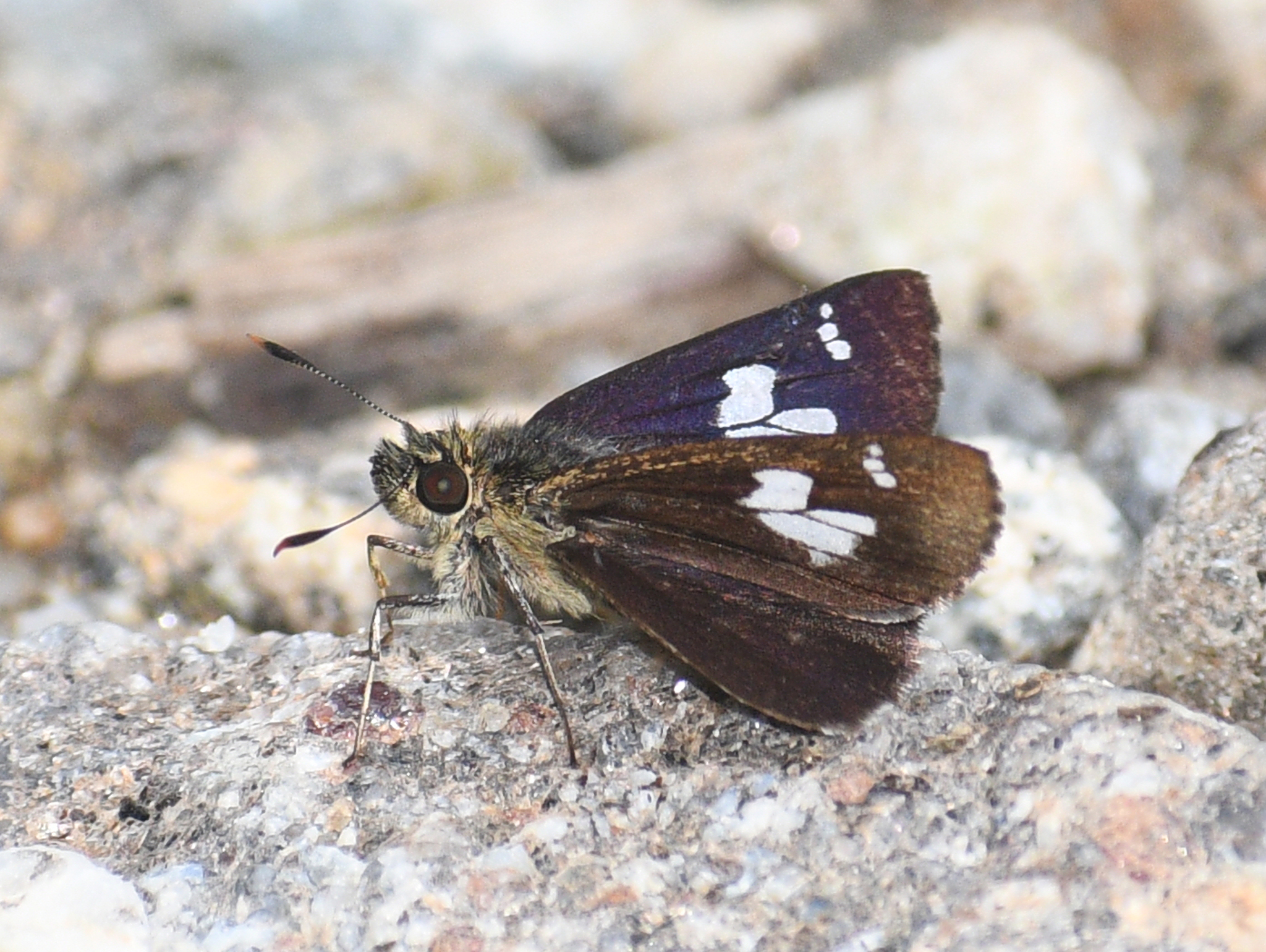 Large-Spotted Bush Bob