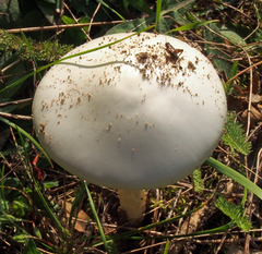 Allonemobius maculatus