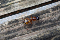 Camponotus americanus
