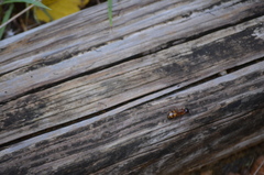 Camponotus americanus