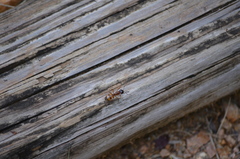 Camponotus americanus