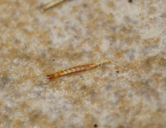 Diplura