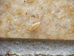 Entomobryoidea