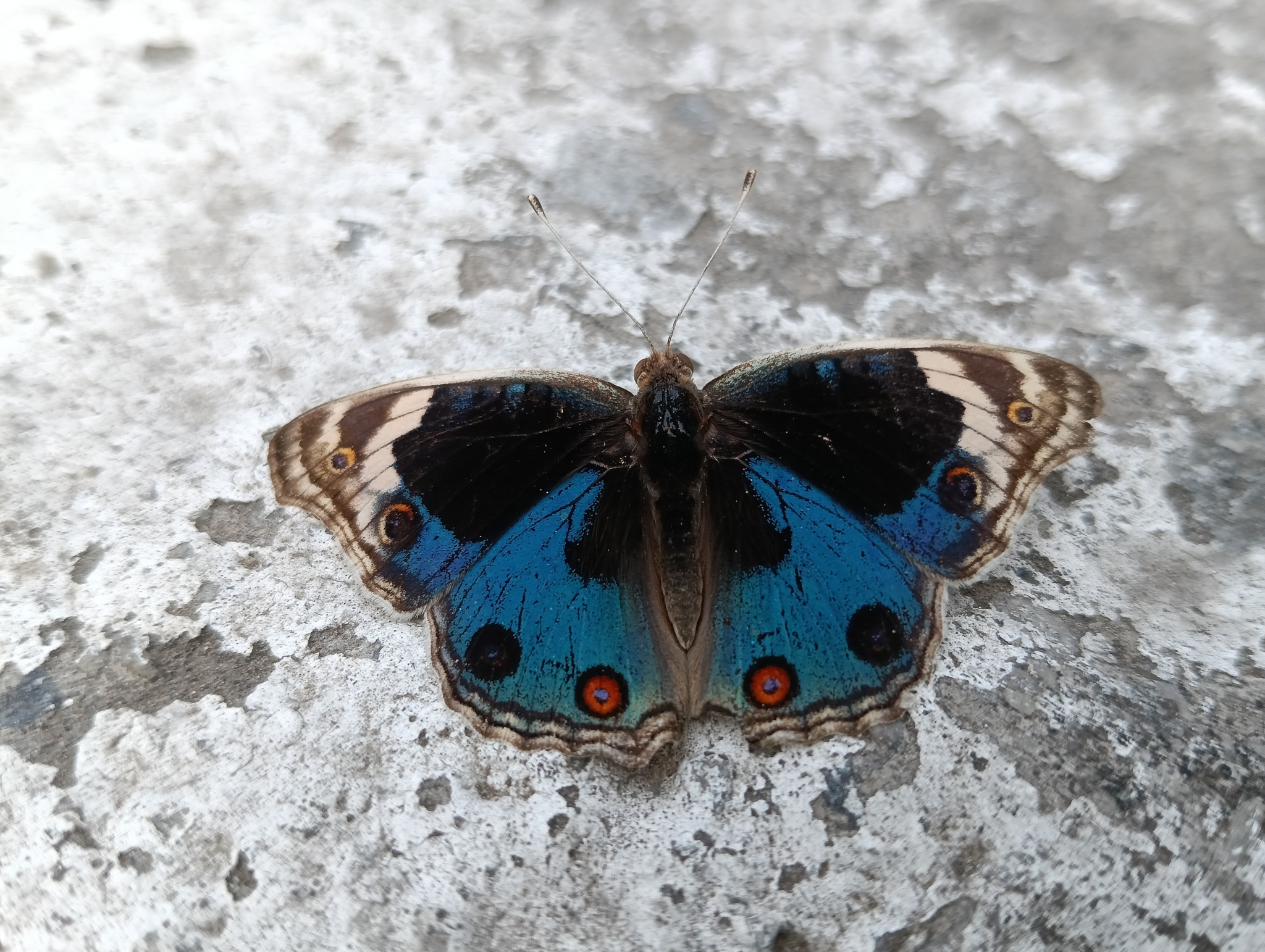 Blue Pansy