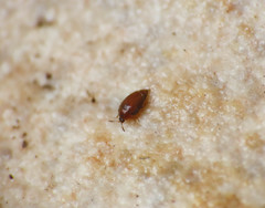 Corylophidae
