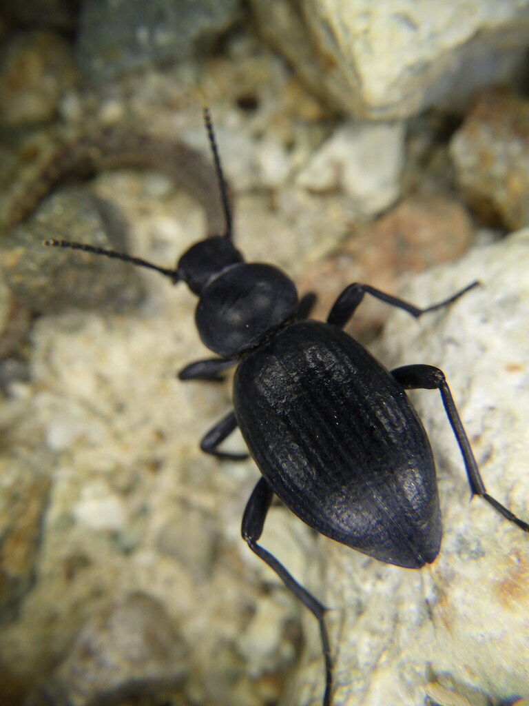 Tentyria ramburi
