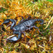Italian Scorpion - Photo (c) Emanuele Santarelli, some rights reserved (CC BY-SA), uploaded by Emanuele Santarelli