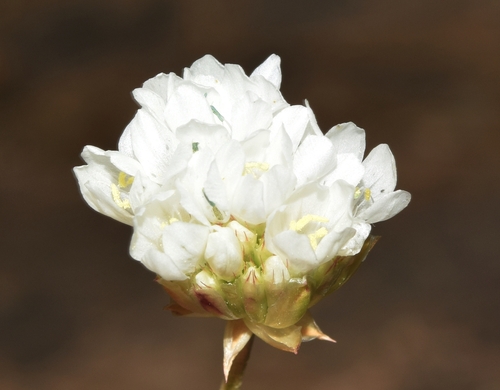 Armeria villosa