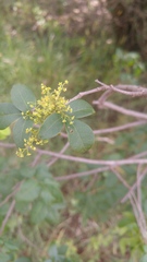 Searsia pyroides gracilis