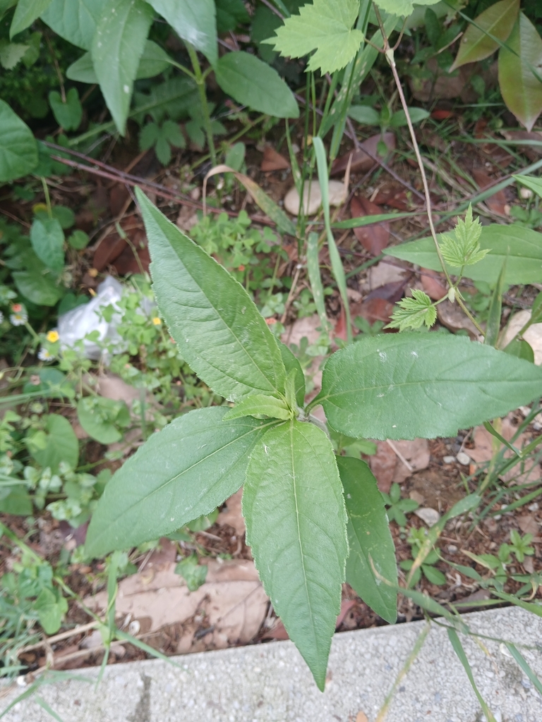 Helianthus tuberosus