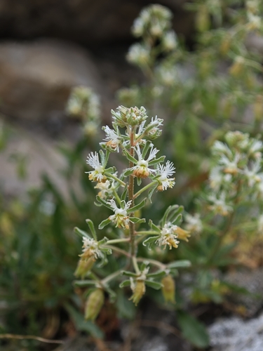 Image of Reseda phyteuma by (c) Aubin NORMAND, some rights reserved (CC BY)