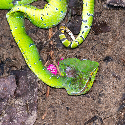 Tropidolaemus subannulatus