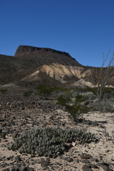 Grusonia aggeria