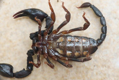 Euscorpius italicus