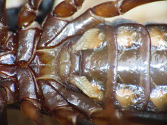 Euscorpius italicus