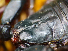 Euscorpius italicus