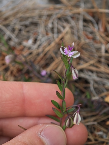 Image of Polygala rupestris by (c) Aubin NORMAND, some rights reserved (CC BY)
