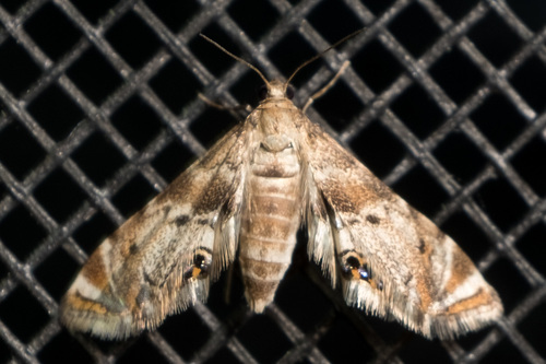 Feather-edged Petrophila